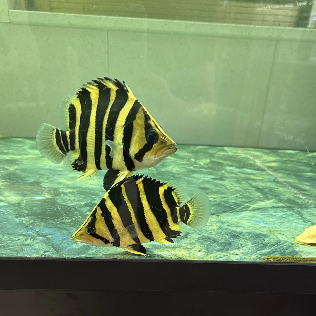 虎鱼苗活体热带观赏鱼虎鱼观赏鱼虎鱼直播间直播