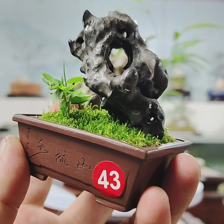 盆景，四国矮竹，太湖石，