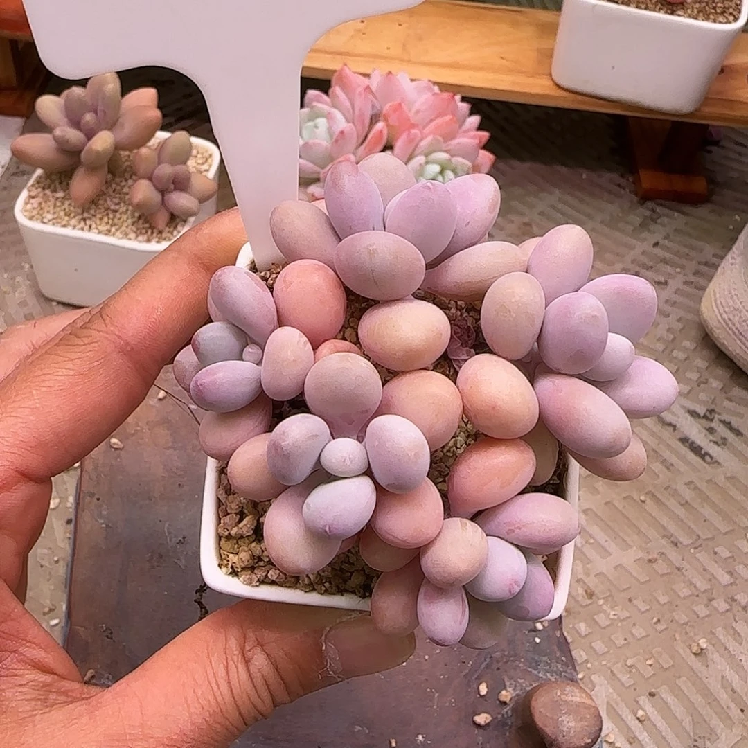 ༃***✰桃蛋不带盆土发货