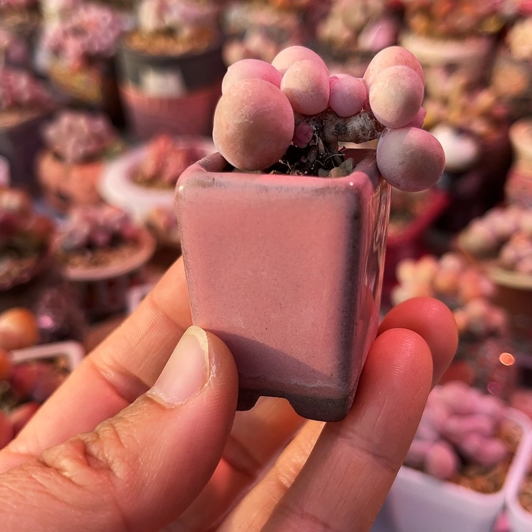 蛋黄奶酪一物一拍带盆发货