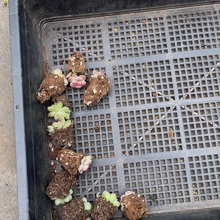 保***)61号筐带土发货小喵