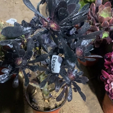巧魔法师一物一拍