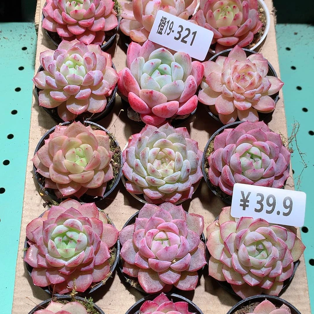 19-321一物一拍带盆18颗