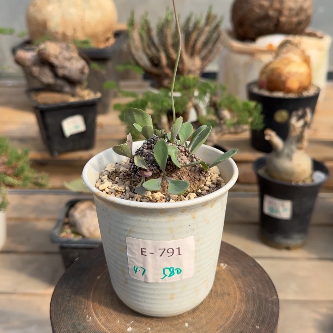 791装甲厚敦菊4.7厘米块根植物