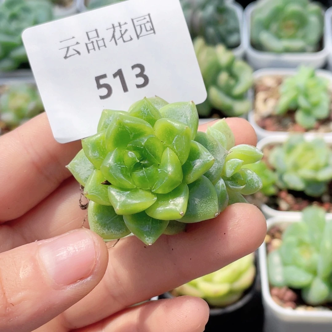 半***心513号糖心冰心珍妮