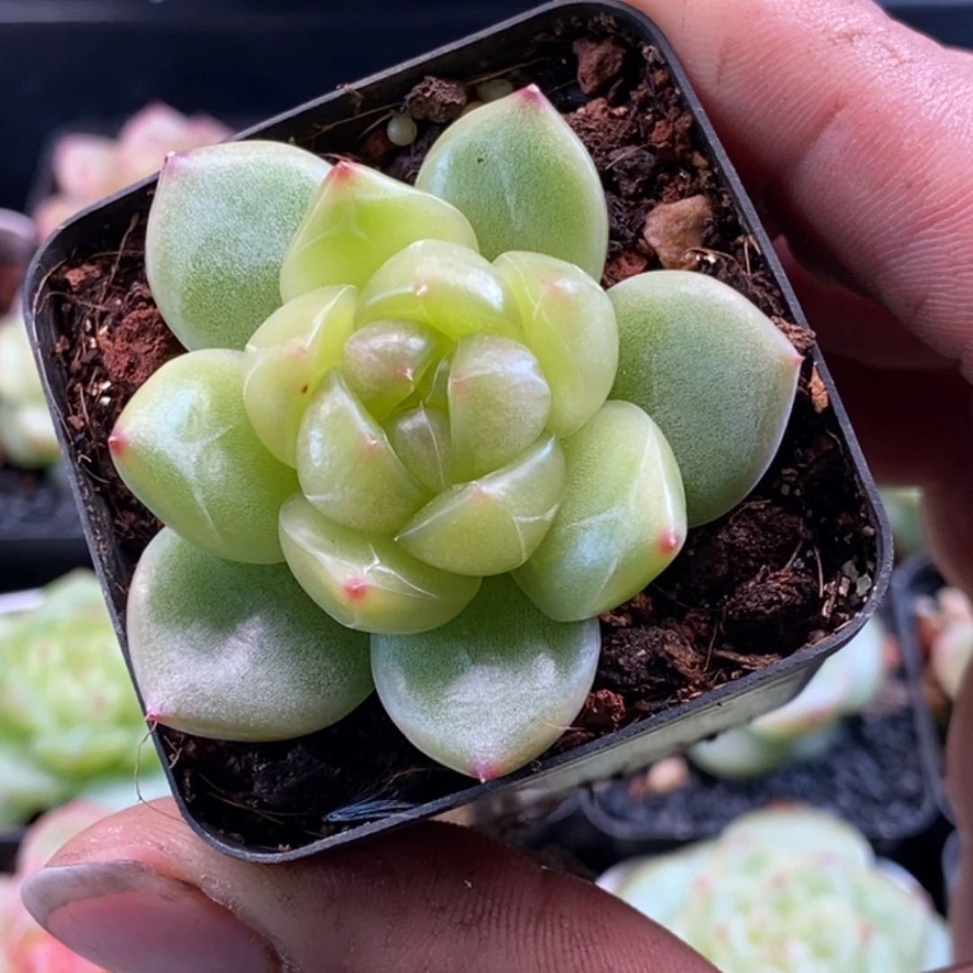 天官赐福百无禁忌