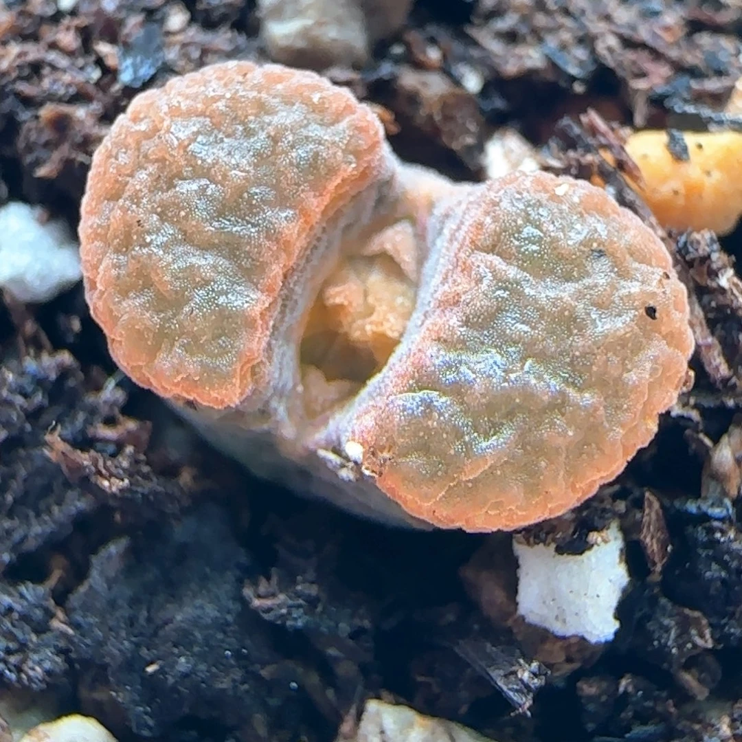 0523/ban'ke磁铁/尺寸小/