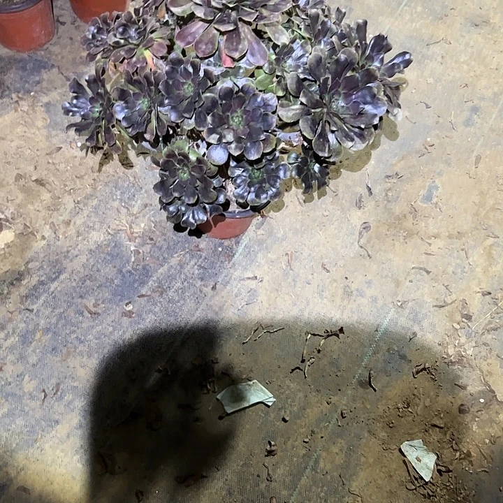 不包侧枝一物一拍164