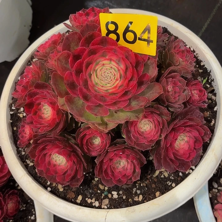 多肉植物荔枝864