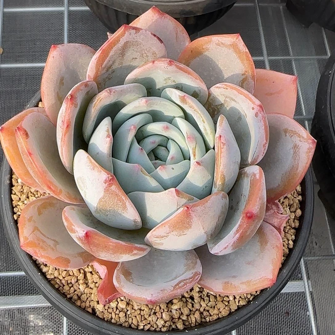 从前慢花园精选凤橙