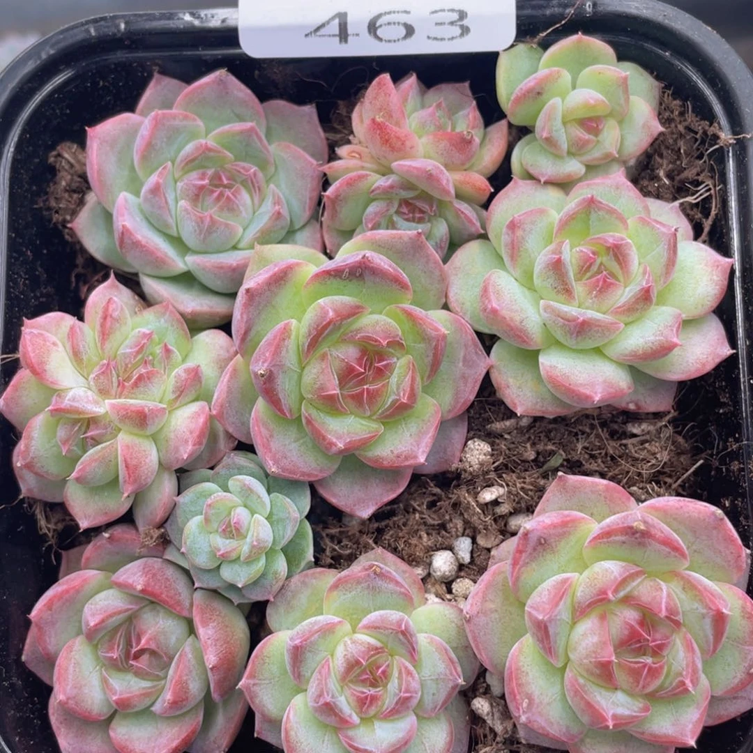 云糖心多肉植物463
