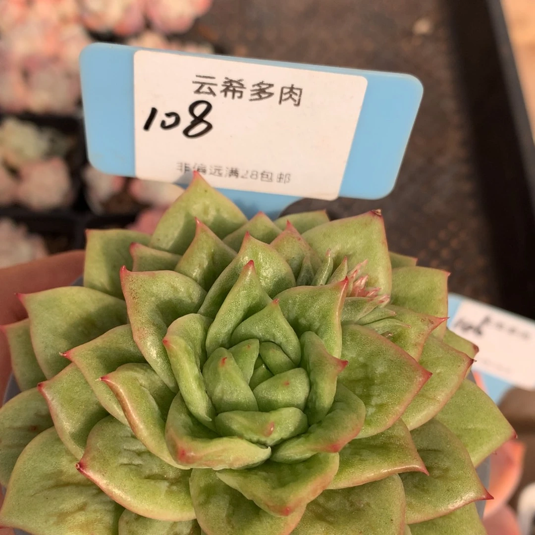 108林肯玫瑰，一物一拍