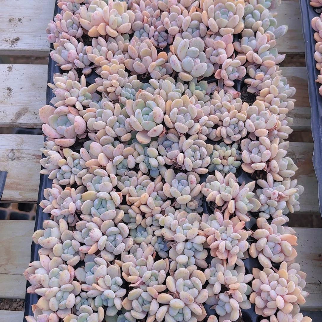 直播一物一拍多肉68