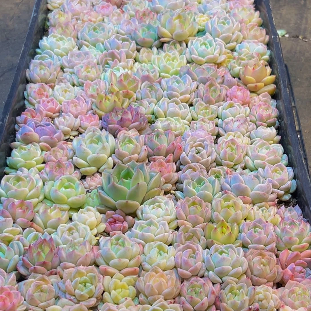 557多肉葡萄的味道是真的