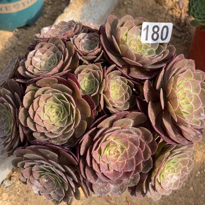 180多肉植物万圣节