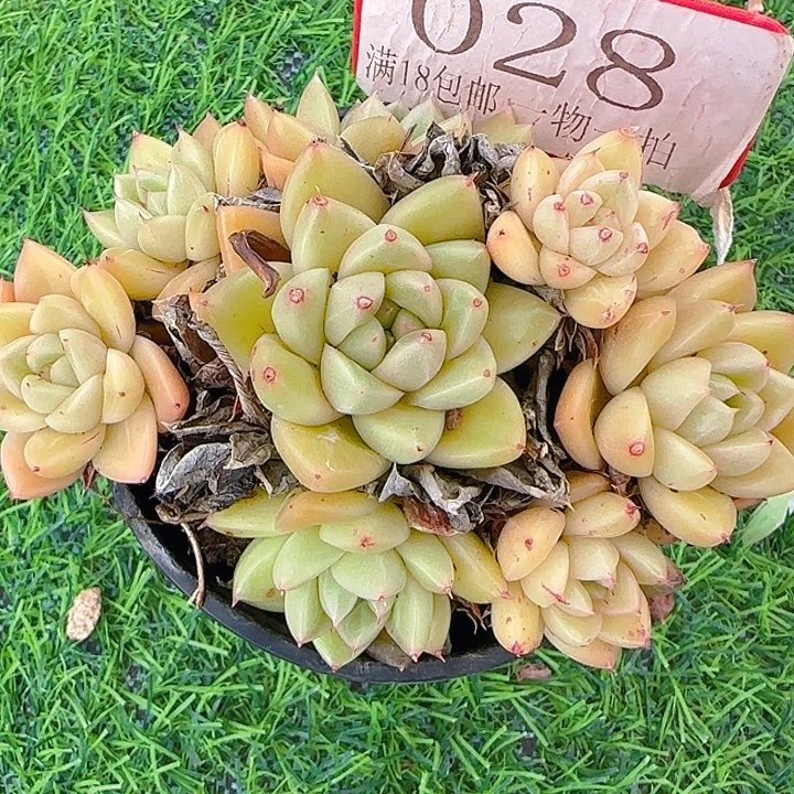 028多肉植物麦秆