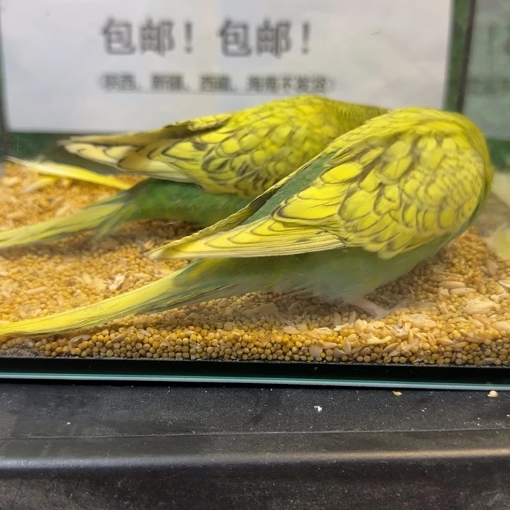 虎皮鹦鹉大头虎皮鹦鹉