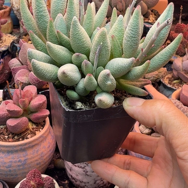 一物一拍，好一支持