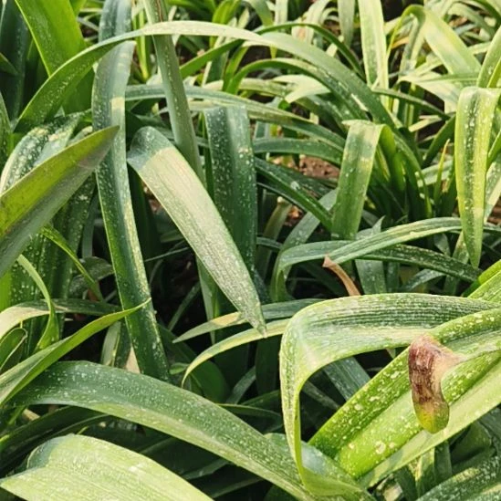 完全开放西瓜酒6-7