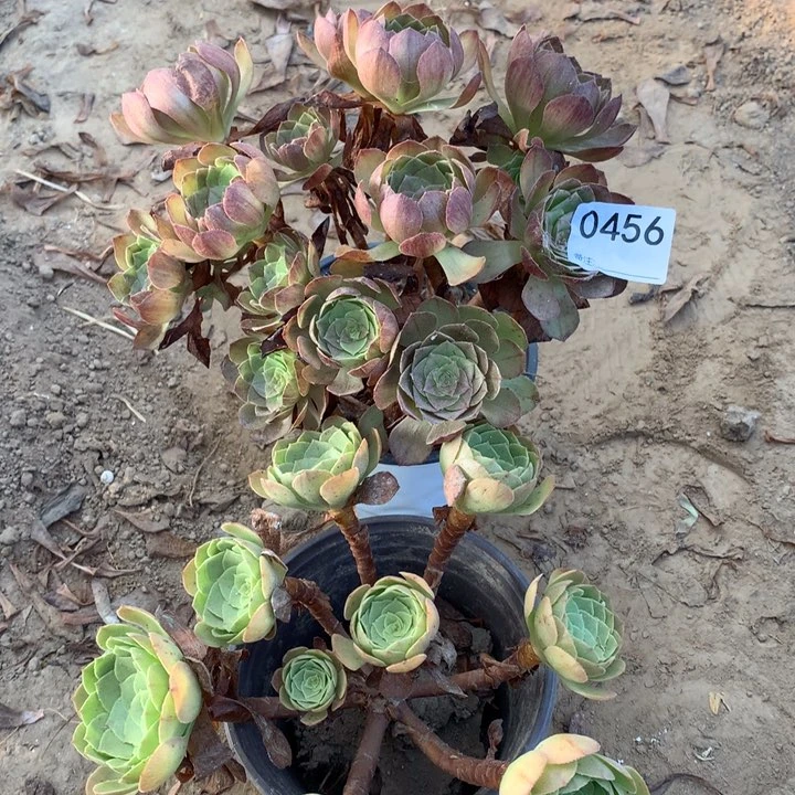 0456万圣节➕黑魔东