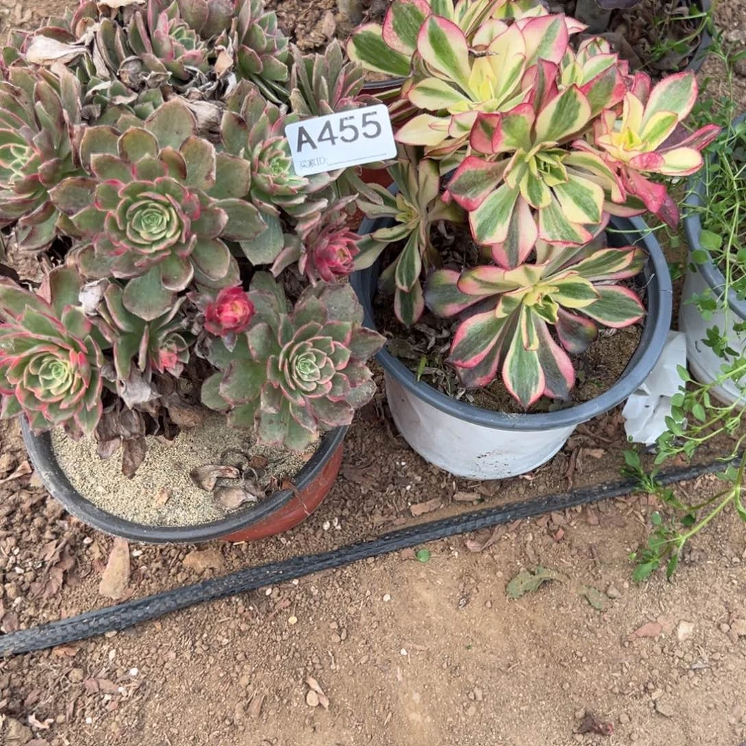 芳***园455两颗组合多肉植物