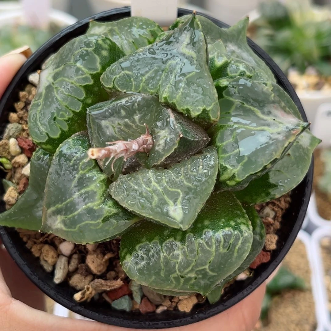 428酒吞童子叶片有伤介意勿拍