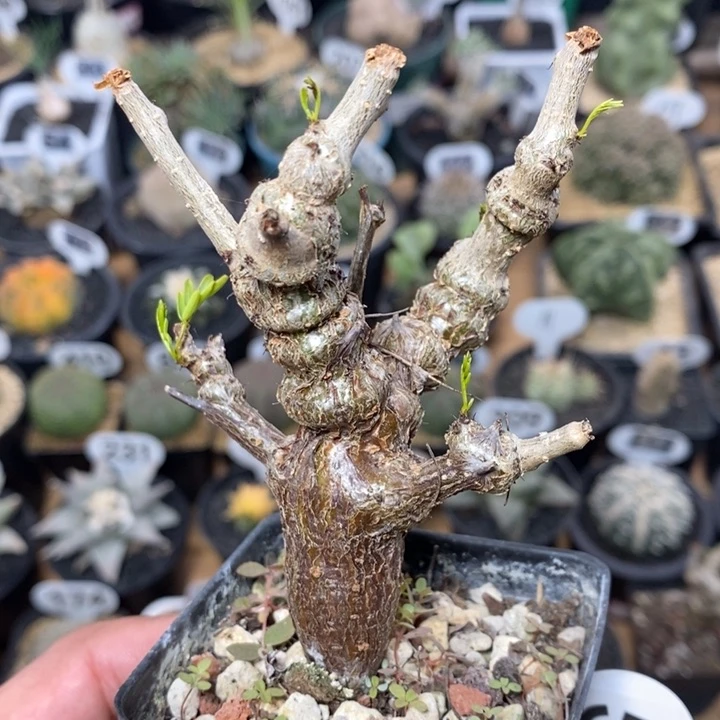 -****呀专拍551号沙漠苏木