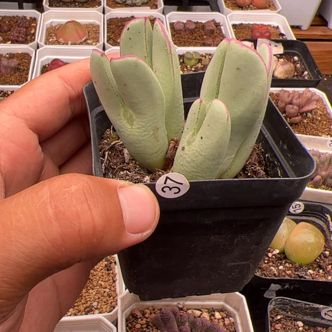 7.1大将福利多肉植物37