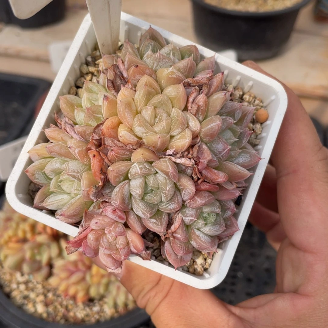 0377爱莎不带盆8厘米