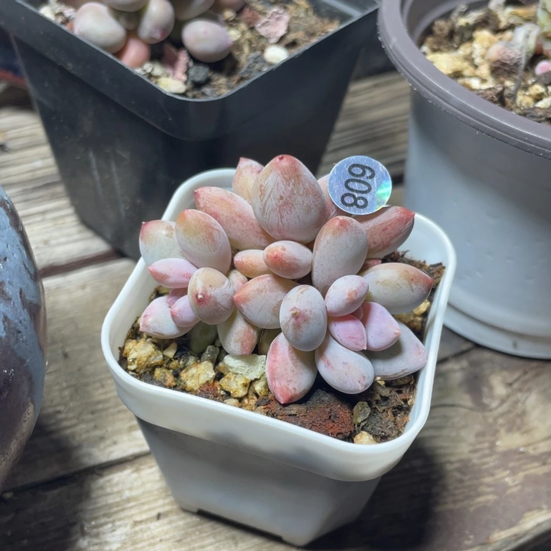 雪花奶酪多肉植物