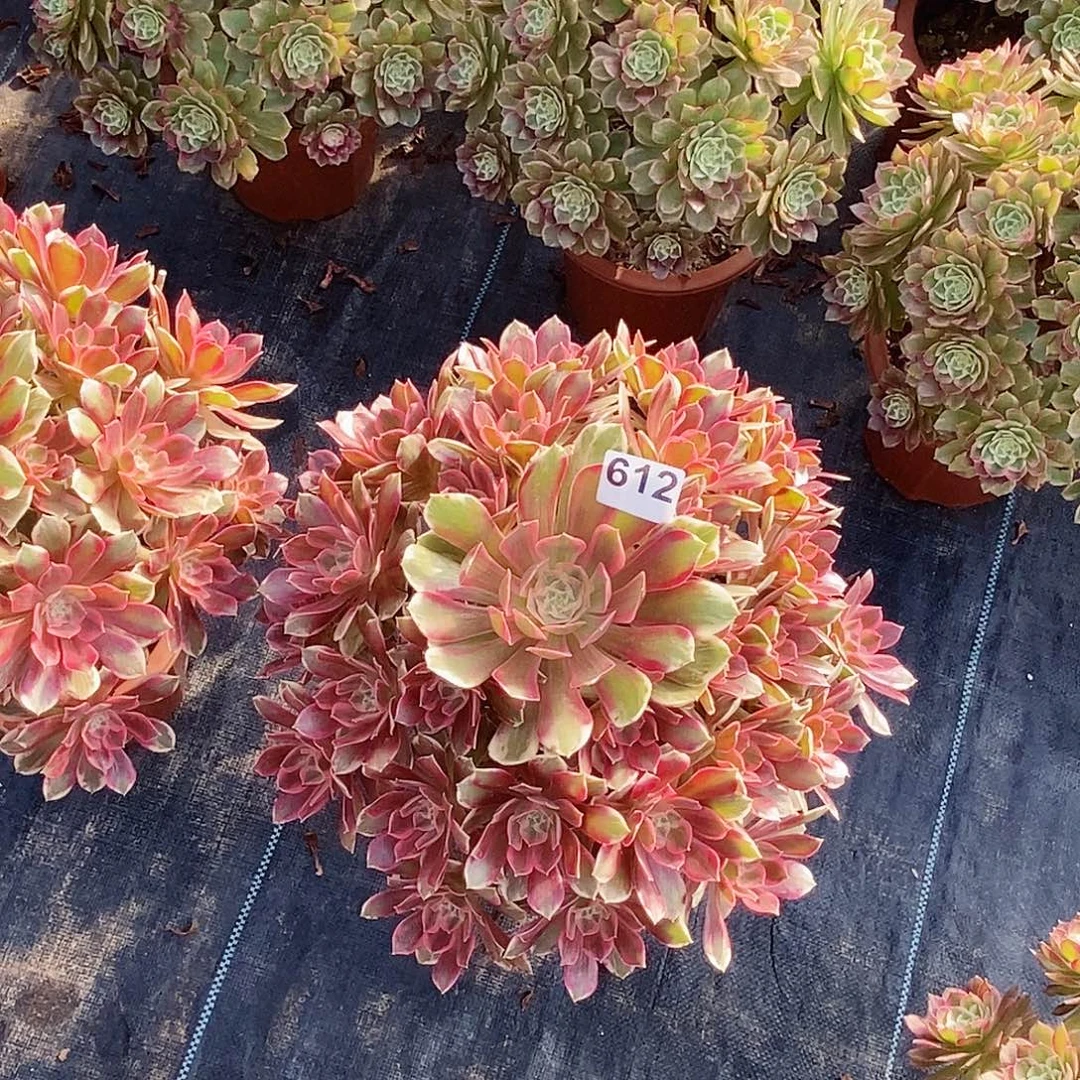 612焕纱冠服40公分