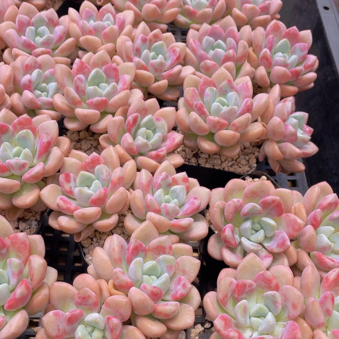 量拍6号 开播福利白鹭花斑鹭老桩大双头一个