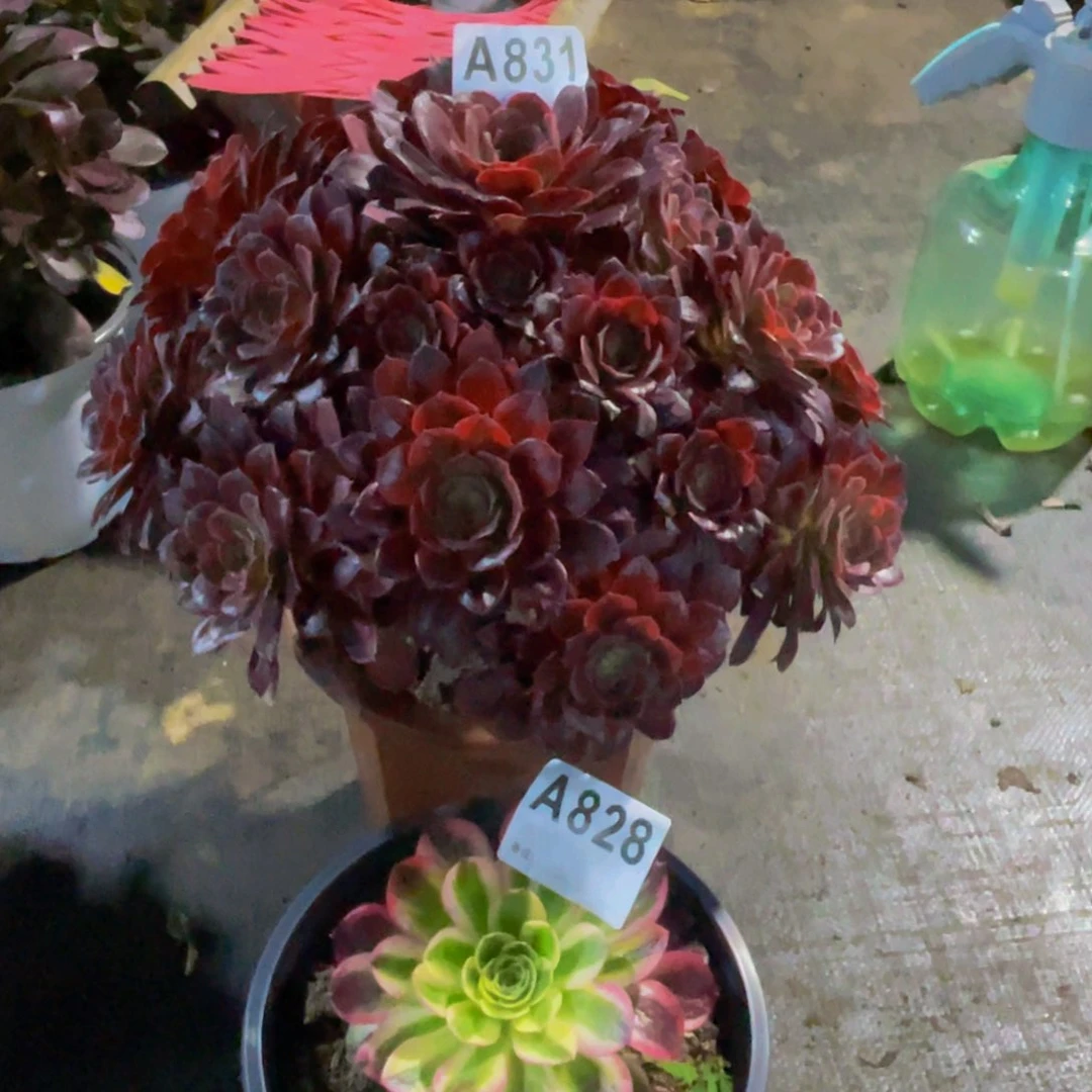 甜*金丝绿，831 送 828