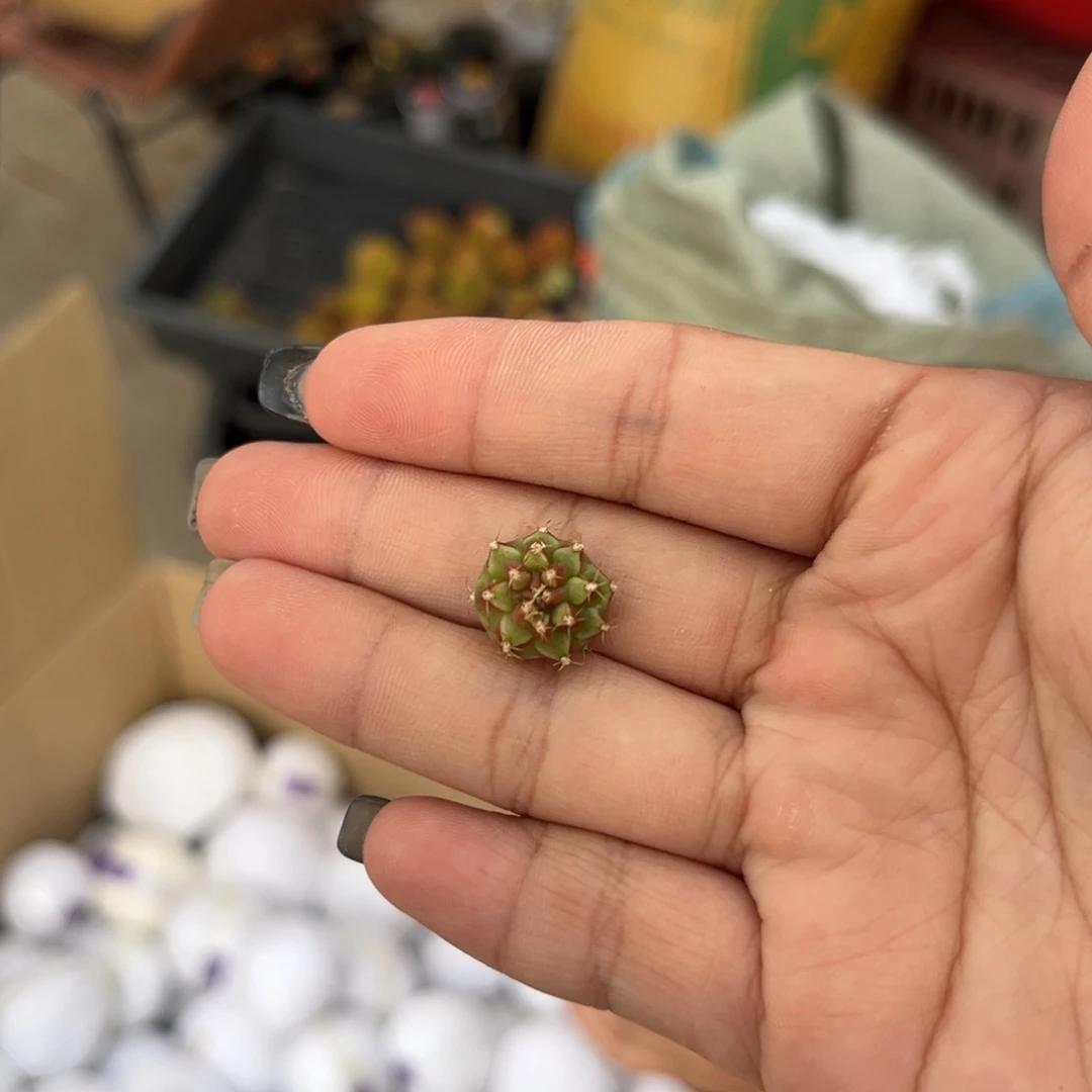 小红帽 侧牙 裸根发货 福利