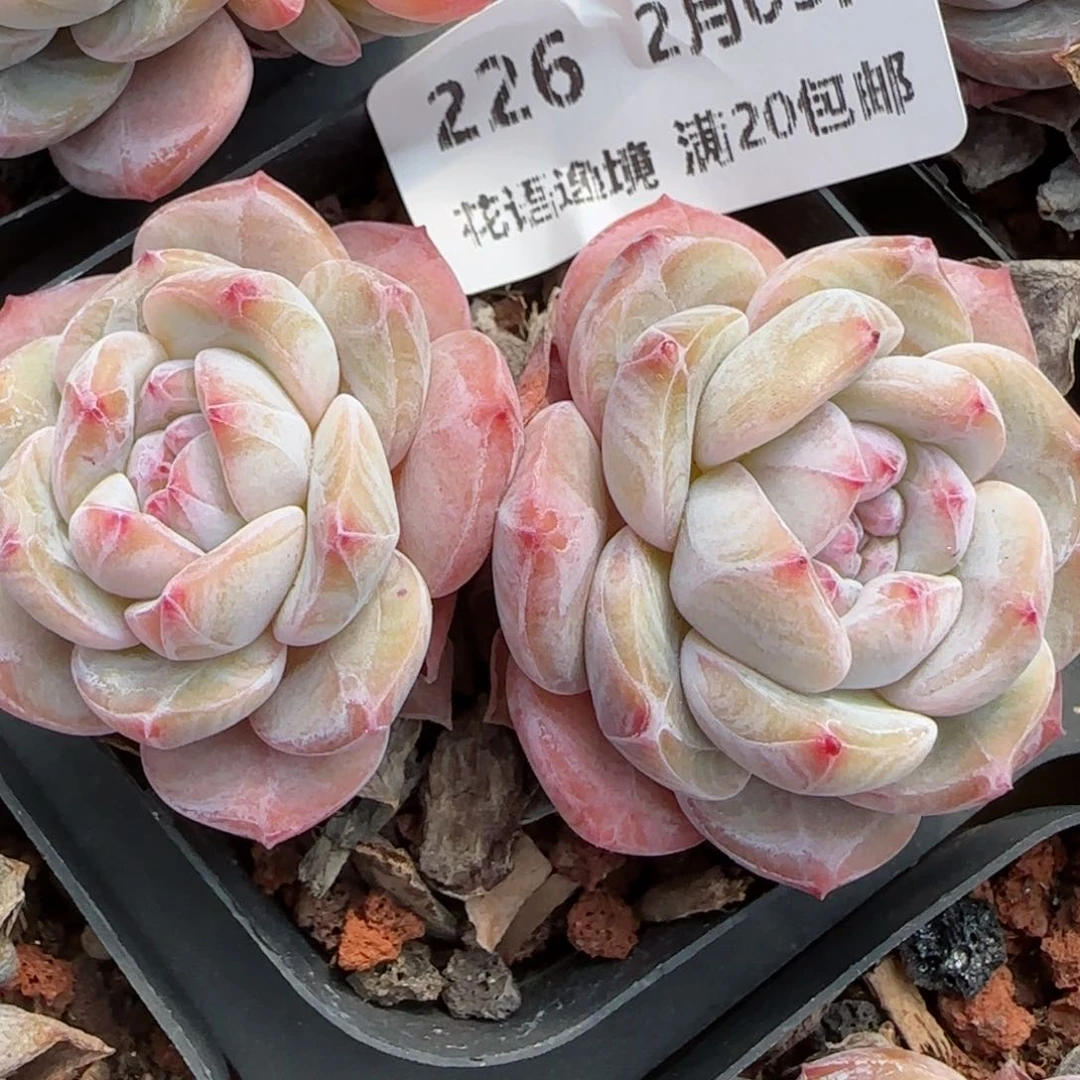 花语逸镜0205-226