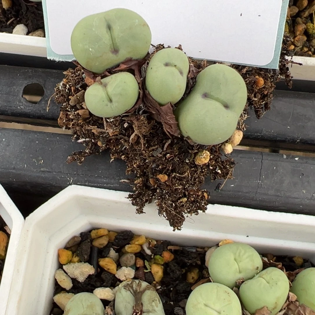 佛***怀13-188肉锥多肉植物，