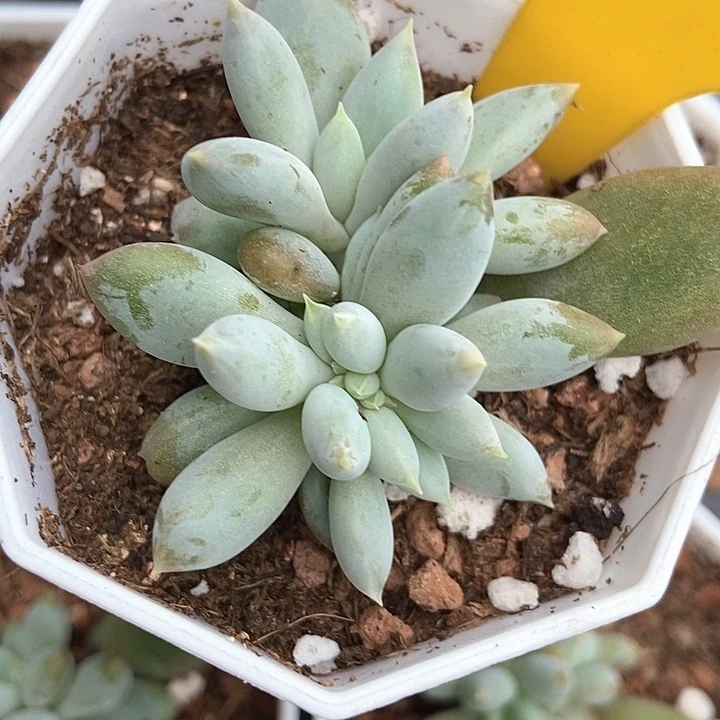 多肉植物哥特萝莉缀792