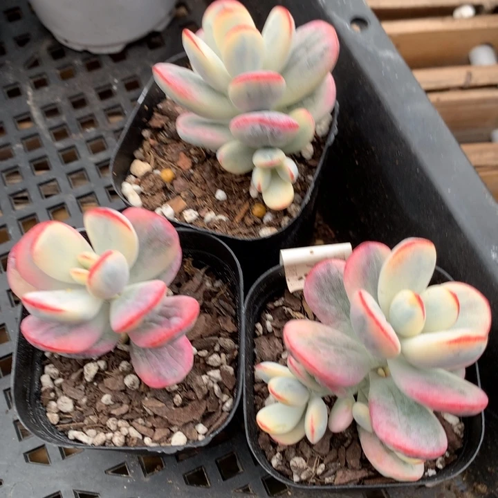 无花朵乒乓福娘锦一组