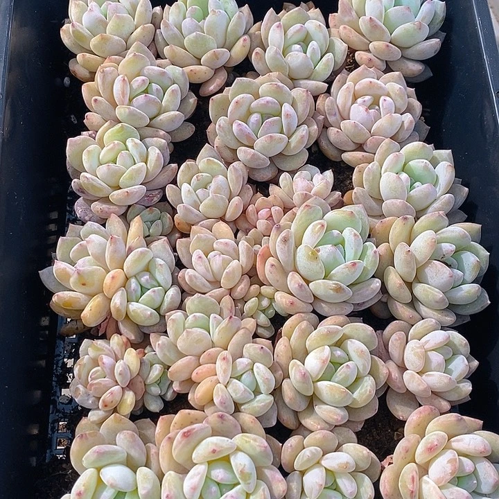 177 3多肉植物盆栽花卉植物