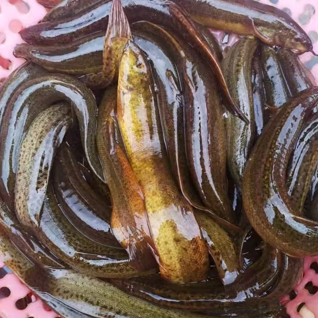 《改价链接》东北地笼泥鳅鱼批发5斤大小不一，包邮到家，泥鳅鱼鲜活