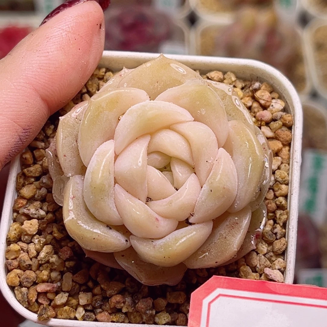 H419一物一拍 良辰