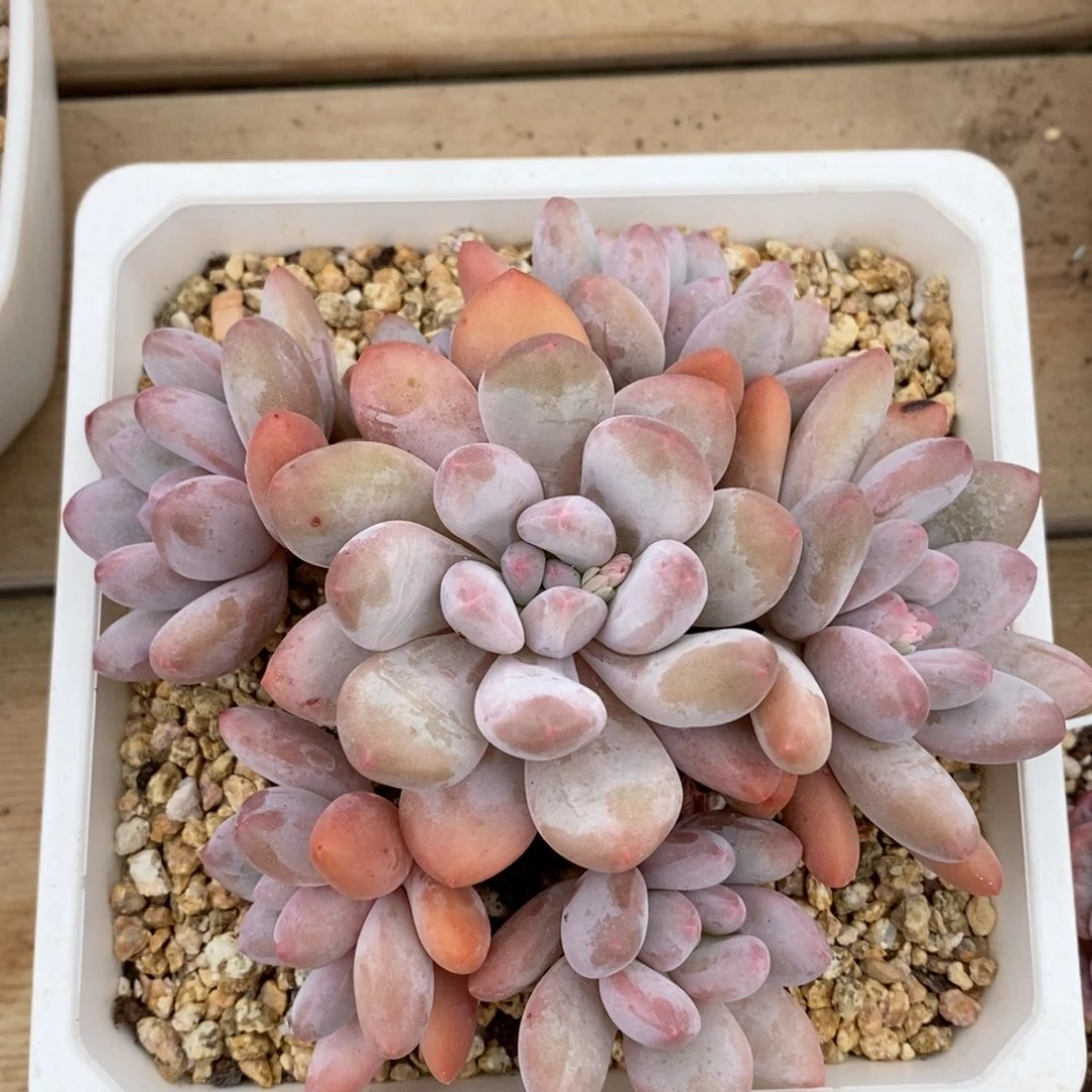 健健康康快快乐乐多肉满38包邮-