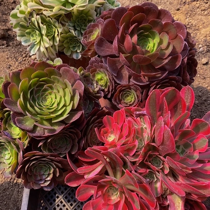 11116号4颗法师组合