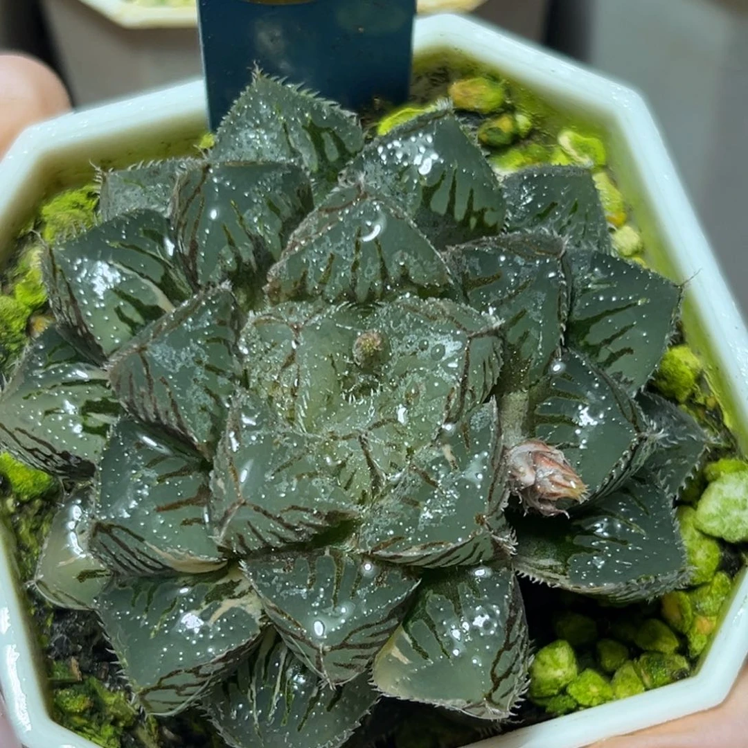 恭喜发财大吉大利759