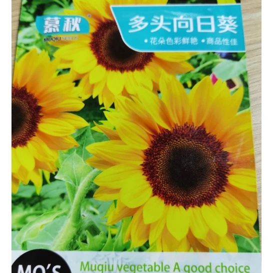 【满5包包邮】多头向日葵花种子