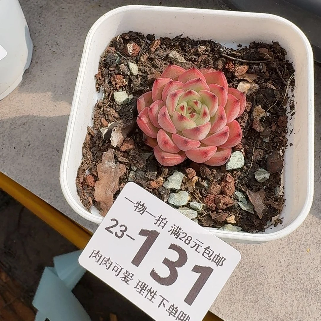 星空珍妮无盆土发货无盆