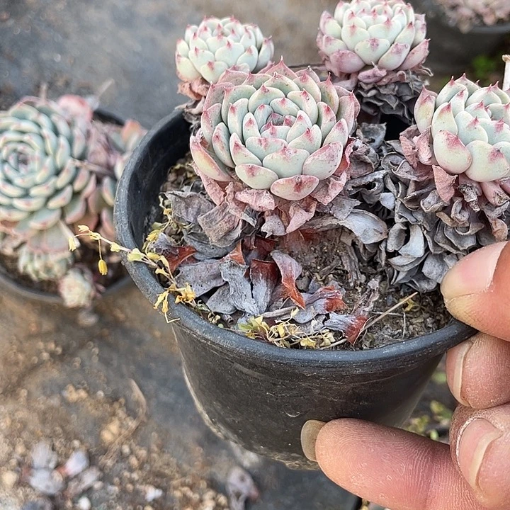 老桩群爱火满25包邮