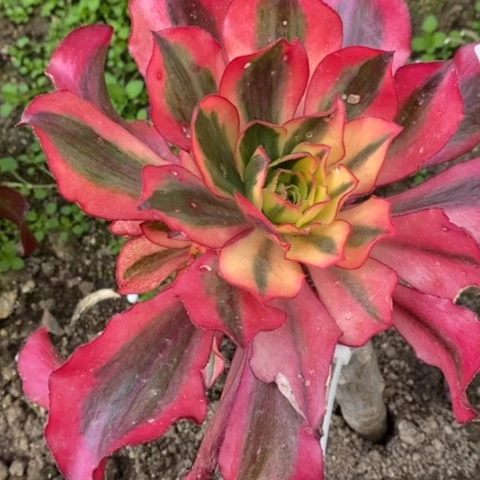 561嫁接魅影满25包邮多肉