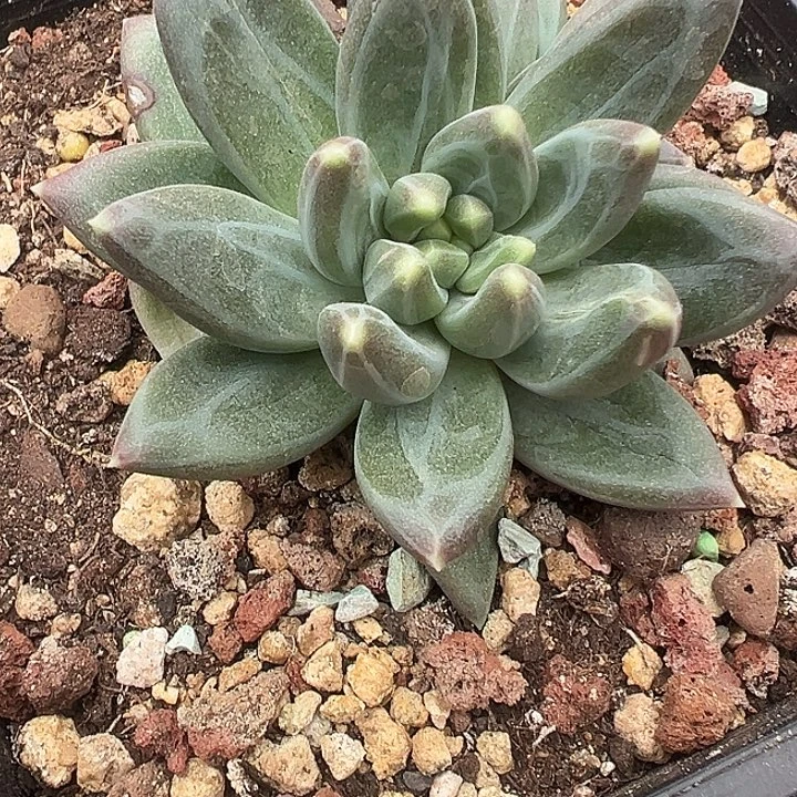 暗纹美人双头一物一拍多头美人