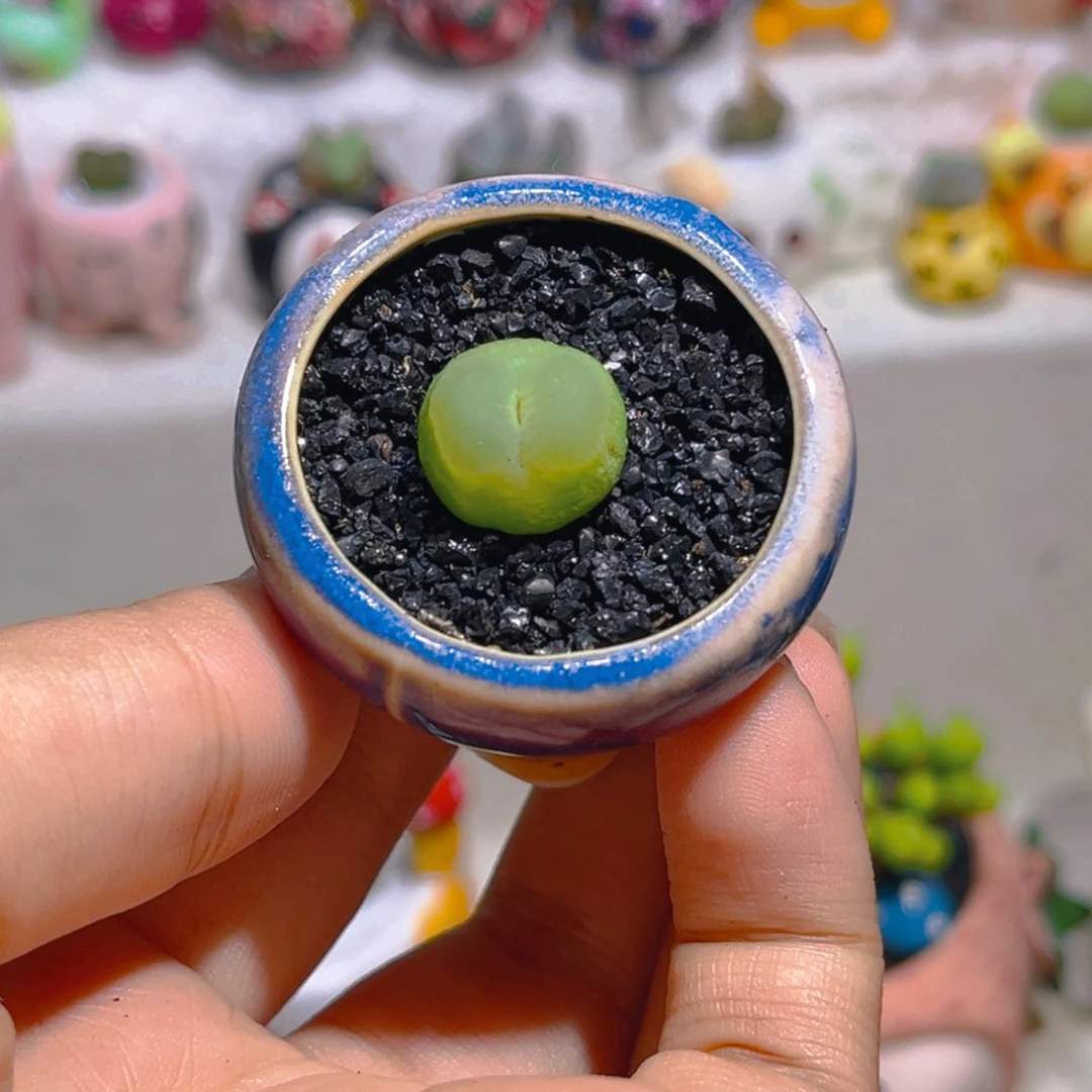 083拉登高端多肉带盆带土